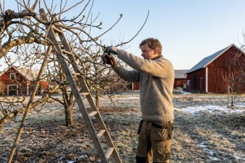 "Jag väntade nästan till våren": Misstaget du inte ska göra med dessa 4 fruktträd för en rekordstor skörd