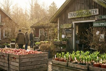 Ett tidigt vårtecken - Kalles Trädgård öppnar på riktigt