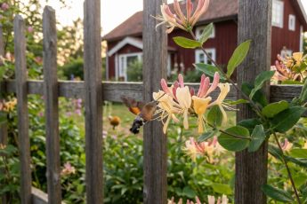 Klätterväxten som lockar till sig pollinerare och fyller trädgården med doft: därför är den ett av de mest populära valen – image 2