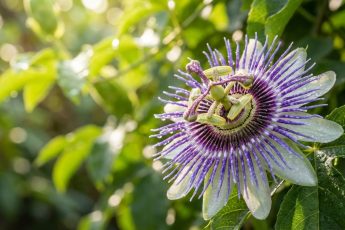 Klätterväxten som ger ätbara frukter och exotiska blommor: därför är den en av de mest populära