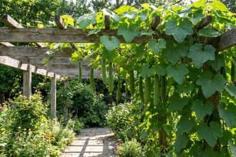 Varken murgröna eller fikus: Klätterväxten som på 6 månader ger dig naturliga tvättsvampar (och förvandlar din uteplats)
