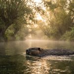 Flera exemplar av ett gigantiskt djur som troddes vara utdött på halvön dyker upp i floden Tajo