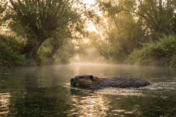 Flera exemplar av ett gigantiskt djur som troddes vara utdött på halvön dyker upp i floden Tajo