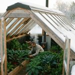 Ingen el och inga kaminer – växthuset värmer sig självt: Smarta odlare odlar grönsaker även på vintern, prova du med