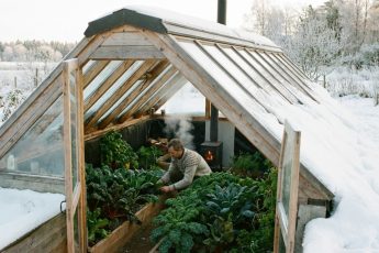 Ingen el och inga kaminer – växthuset värmer sig självt: Smarta odlare odlar grönsaker även på vintern, prova du med